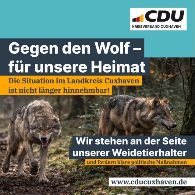 🐺🌾 *Gegen den Wolf für unsere Heimat.*

Die Situation im Landkreis Cuxhaven ist nicht länger hinnehmbar.

Zunehmende Wolfsrisse hinterlassen eine Blutspur, die unsere Weidetierhalter existenziell bedroht und große Sorgen in unseren Dörfern auslöst. So kann es nicht weitergehen.

Erfahrungen aus Deutschland und Europa zeigen deutlich:
Bestandskontrolle ist notwendig, um Konflikte zu begrenzen und die Akzeptanz des Wolfs zu sichern.
Sensible Regionen wie Deich und Weidegebiete müssen besonders geschützt werden, damit Beweidung, Küstenschutz und Artenvielfalt erhalten bleiben.

⚖️📢 *Wir fordern klare politische Maßnahmen:*

▪️ Wolfsfreie Schutzkorridore vor unseren Deichen
▪️ Sofortige und rechtssichere Entnahme problematischer Tiere oder Rudel
▪️ Aktives Wolfsmanagement zur Bestandsregulierung und Konfliktvermeidung

Die Bundesregierung wird in diesem Jahr liefern. Wir erwarten, dass das Land nachzieht und die notwendigen Regelungen konsequent umsetzt.

Es geht um den Schutz unserer Heimat.
Um die Sicherheit unserer Kinder.
Um die Zukunft unserer Weidetierhalter.
Und um den Schutz unserer Schafe für den Erhalt unserer Deiche.

Der ländliche Raum darf mit diesem Problem nicht allein gelassen werden.
Es braucht klare Entscheidungen und konsequentes Handeln auf allen Ebenen.

🤝 *Geschlossen stehen der CDU Kreisverband Cuxhaven und alle Stadt, Gemeinde und Samtgemeindeverbände im Landkreis hinter dieser Forderung:*

Beverstedt, Börde Lamstedt, Cuxhaven, Geestland, Hagen im Bremischen, Hemmoor, Land Hadeln, Loxstedt, Schiffdorf, Wurster Nordseeküste

#ZeitfürTaten
#LandkreisCuxhaven
#CDU
#CDULandkreisCuxhaven
#HeimatSchützen
#Weidetierhalter
#Küstenschutz
#Wolfsmanagement
#LändlicherRaum
#PolitikVorOrt
